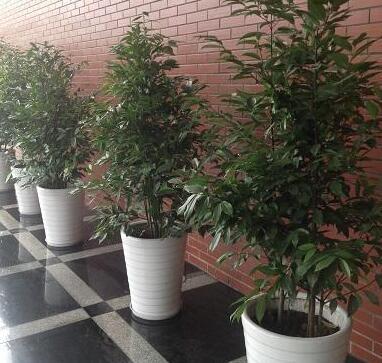 重慶植物租賃 綠化對人們的重要性及房屋租賃融合之道